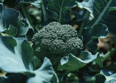 NOPAYǮ���Ƽ�